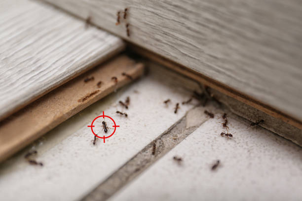 Best Pest Inspection Near Me  in Wathena, KS