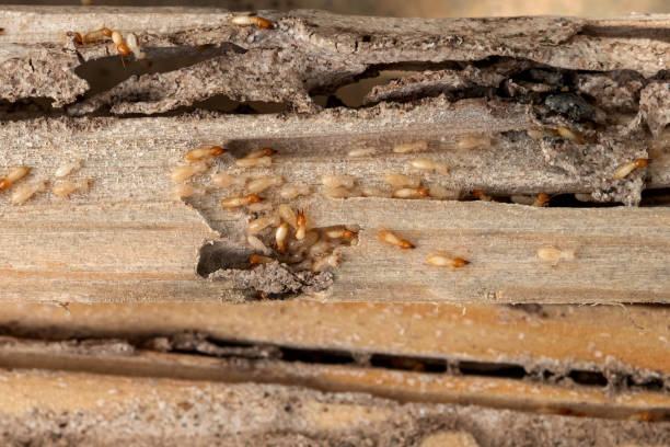 Spider Control Near Me in Wathena, KS